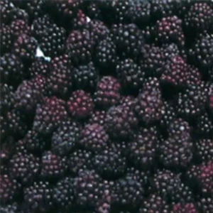 产品31 产品首图